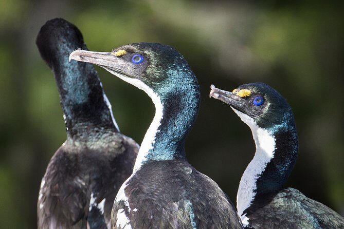 Marlborough Sounds Ultimate Cruise - Who Would Love This Tour?