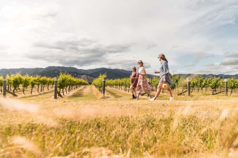 Marlborough: Wineries Visit and Tasting Session - A Detailed Look at the Marlborough Wineries Tour
