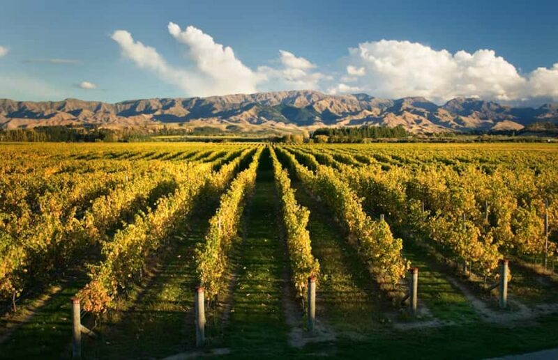 Marlborough: Wineries Visit and Tasting Session - The Bottom Line
