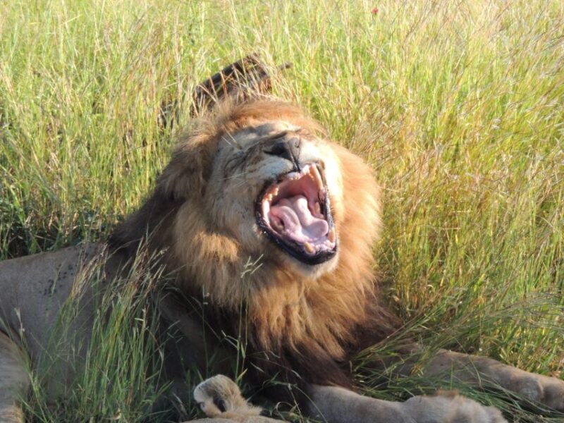 Marloth Park: Kruger National Park Safari Game Drives - The Itinerary and Experience Breakdown