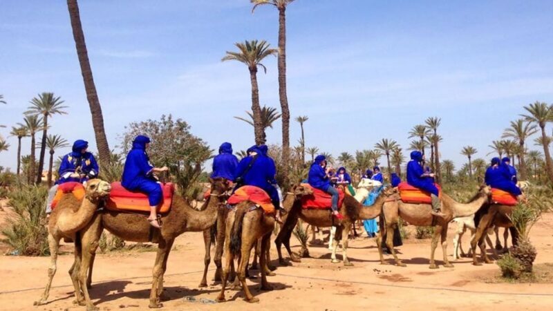 Marrakech : 1-Hour Camel Ride Through the Palm Grove - Key Points