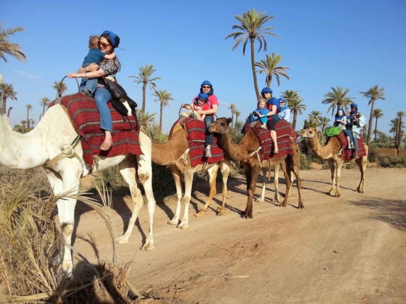 Marrakech : 1-Hour Camel Ride Through the Palm Grove - An Overview of the Experience