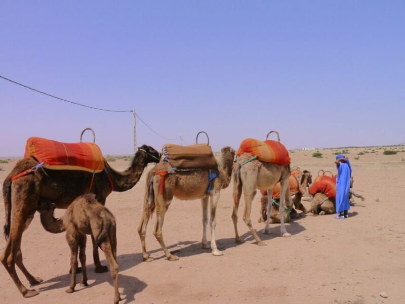 Marrakech : 1-Hour Camel Ride Through the Palm Grove - Who Should Consider This Tour?