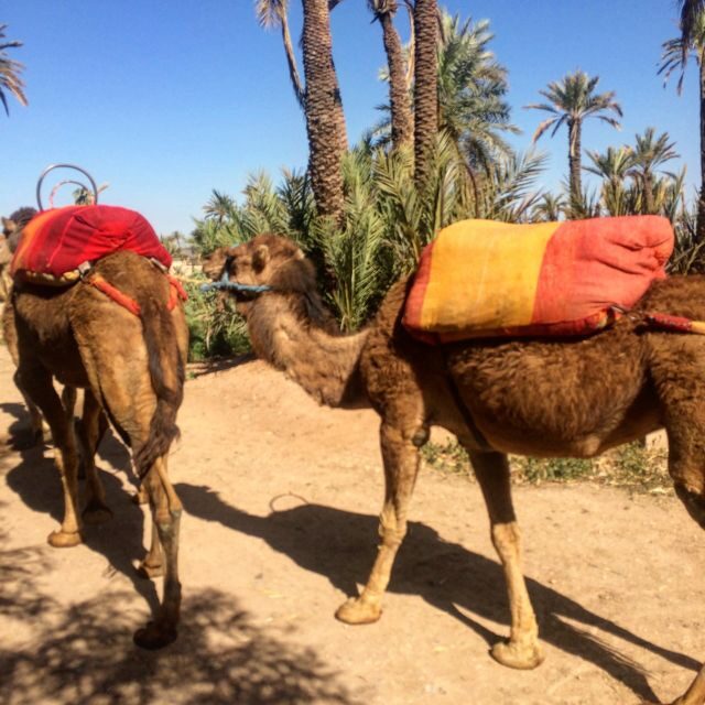 Marrakech : 1-Hour Camel Ride Through the Palm Grove - The Sum Up