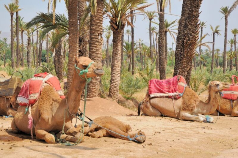 Marrakech : 1-Hour Camel Ride Through the Palm Grove - FAQ