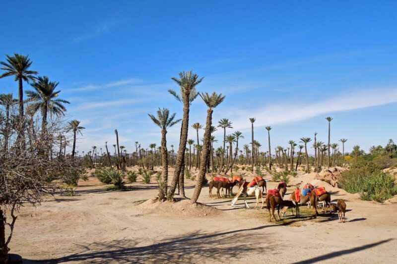 Marrakech: 2-Hour Quad Bike & Camel Ride in Palmeraie - The Experience in Detail