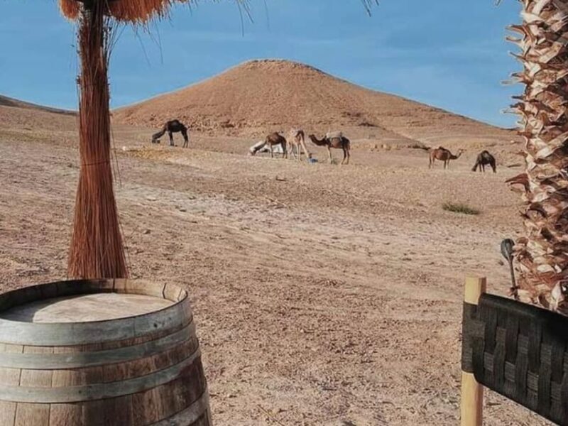 Marrakech: Agafay desert camel ride with dinner & spectacle - Visitors’ Feedback and Authenticity