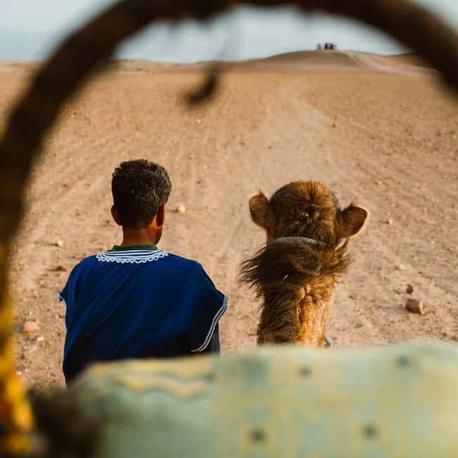 Marrakech: Agafay Desert Quad & Camel Rides Whit Dinner Show - Who Should Consider This Tour?