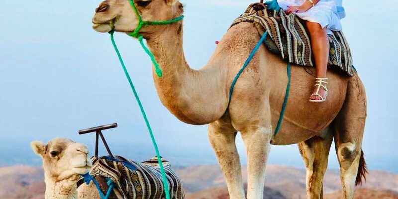 Marrakech: Agafay Desert Quad & Camel Rides with Dinner Show - Who Will Love This Tour?