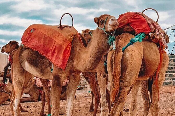''Marrakech'' Agafay Desert Sunset - Camel Ride - And Dinner Show - Authenticity & Cultural Insights