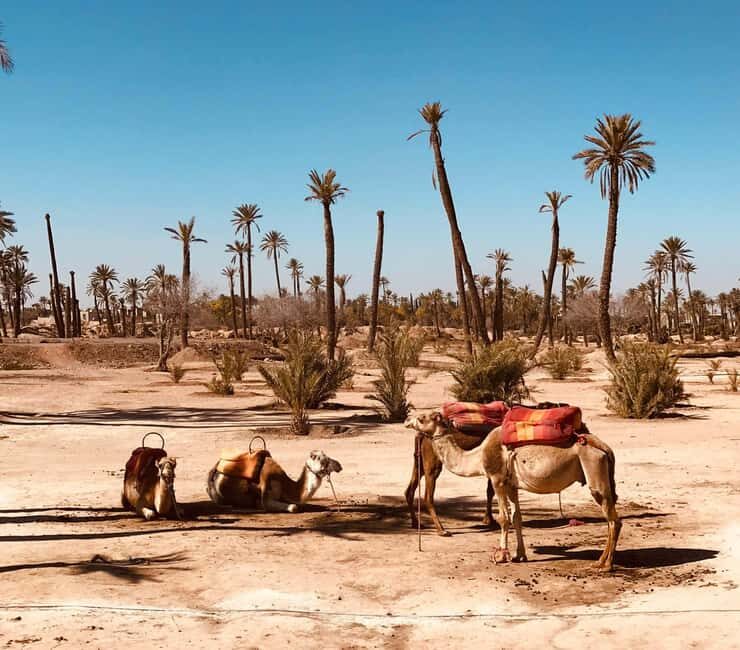 Marrakech: Agafay, Quad, Camel, Dinner, Pool, Dinner show - The Sum Up