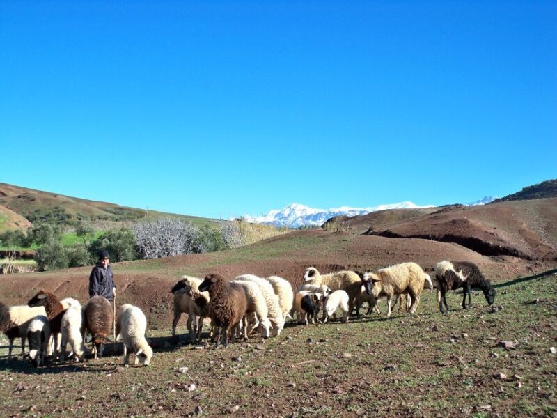 Marrakech: Atlas Mountains and Desert Safari with Lunch - A Scenic Journey into Berber Country