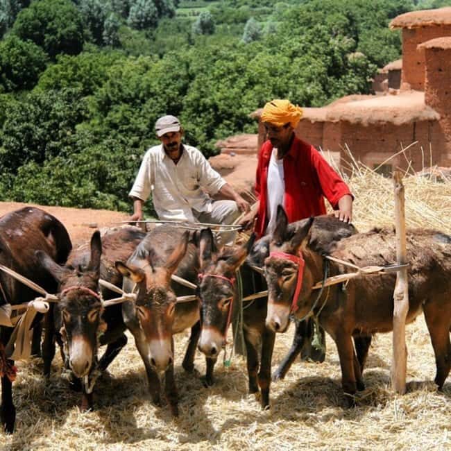 Marrakech: Atlas Mountains Tour With Lunch in Berber House - The Guided Hike to Imlil Waterfalls