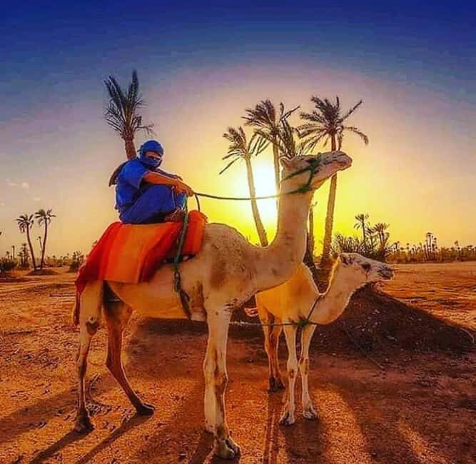 Marrakech: buggy Palmeraie Tour Camel Ride with Tea break - Key Points