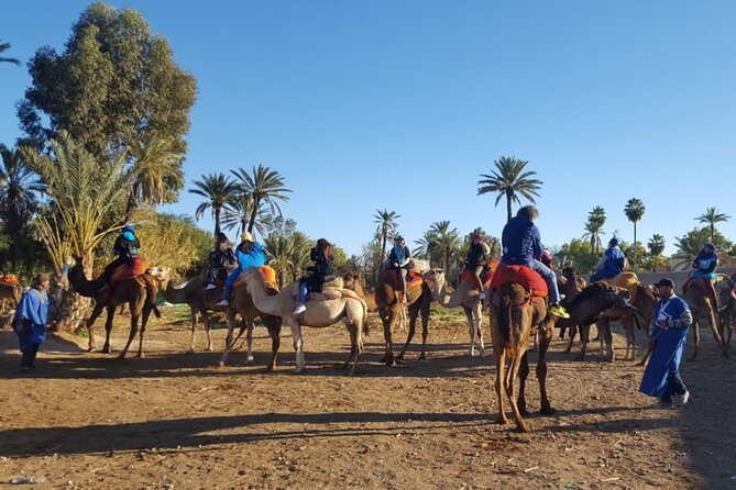 Marrakech Camel Ride at the Palm Groves - Summary