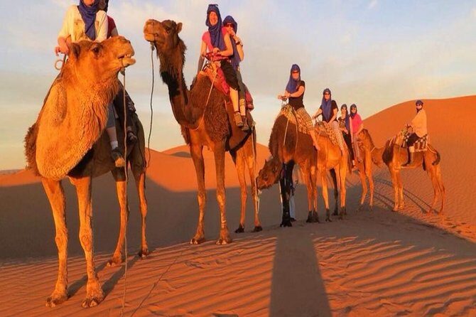 Marrakech Camel Ride - The Transportation and Logistics