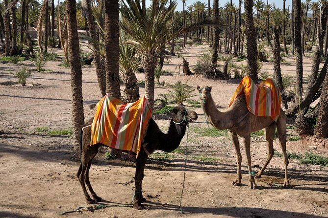 Marrakech Camel Ride Experience with Pick-up - What Does the Itinerary Look Like?