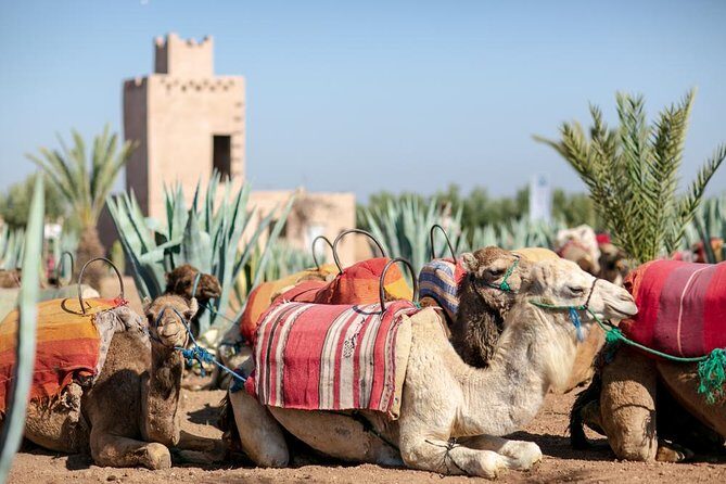 Marrakech Camel Ride Experience with Pick-up - Price and Value Analysis