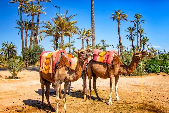 Marrakech Camel Ride Experience with Pick-up - Who Is This Tour Best For?