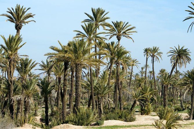 Marrakech Camel Ride Experience with Pick-up - Final Thoughts