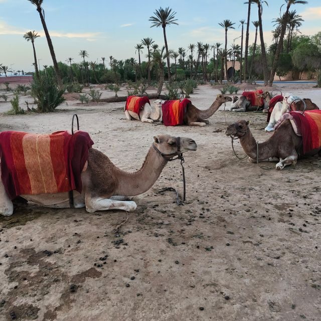 Marrakech: Camel Ride in the Palm Grove - Authentic Reviews: What Travelers Say