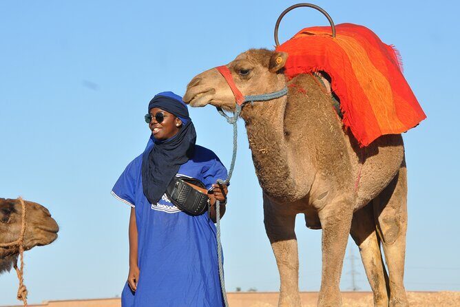 Marrakech: Camel ride in the palm grove - Price and Value