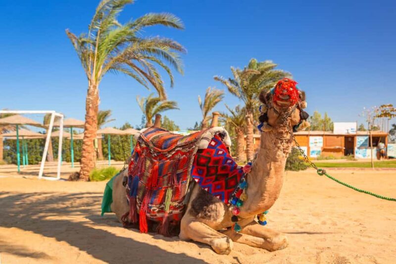 Marrakech : Camel Ride, Quad Bike In Palmeraie With Transfer - What Makes This Tour Stand Out