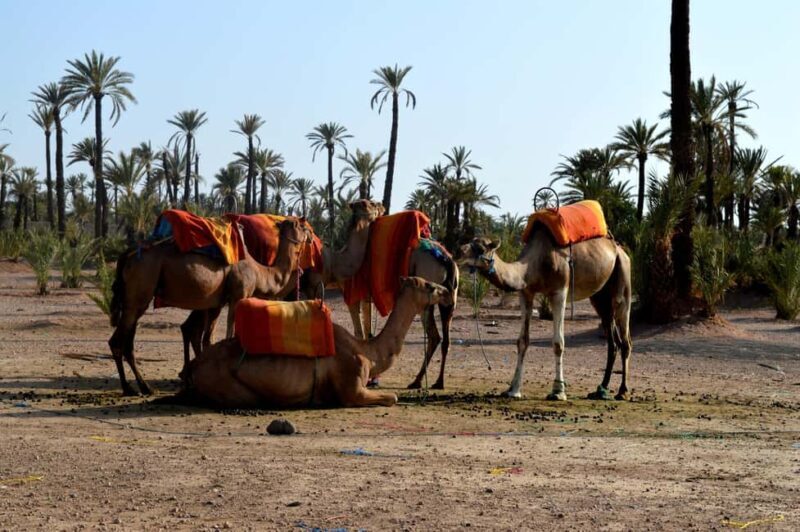 Marrakech : Camel Ride, Quad Bike In Palmeraie With Transfer - Authentic Experiences & Real Traveler Feedback