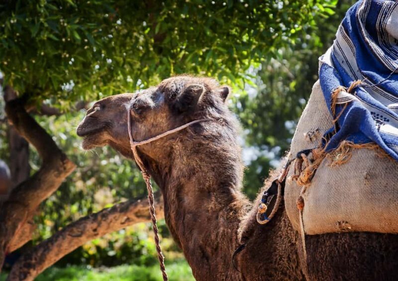 Marrakech : Camel Ride, Quad Bike In Palmeraie With Transfer - Is This Tour Right for You?