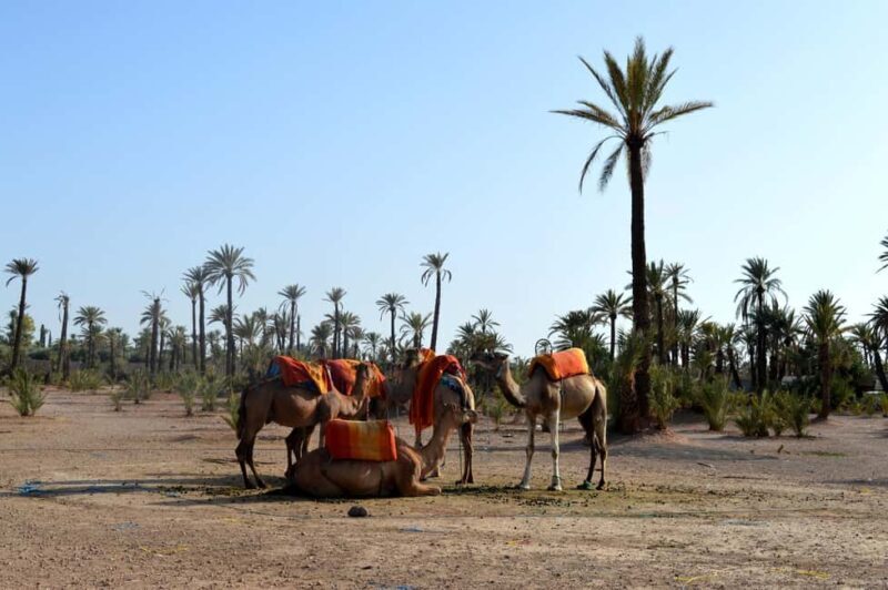 Marrakech : Camel Ride, Quad Bike In Palmeraie With Transfer - FAQ