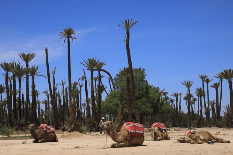 Marrakech: Camel Trek - FAQ