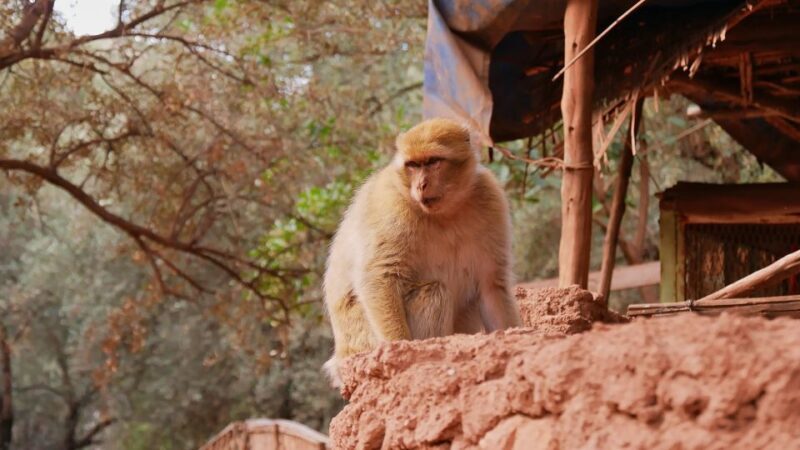 Marrakech: Day Tour to Ouzoud Waterfalls with Boat Trip - Key Points