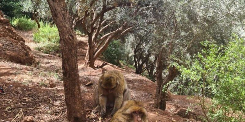 Marrakech Day Trip: Agadir, Croco Park, Cable Car & Beach - FAQ