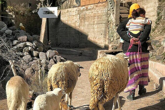 Marrakech: Day Trip to ourika valley & Atlas Mountains - Who Is This Tour Best For?