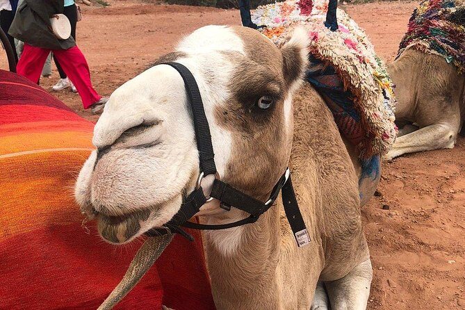 Marrakech: Desert Agafay & Atlas Mountains Day Trip & Camel Ride - The Sum Up: Is This Tour for You?