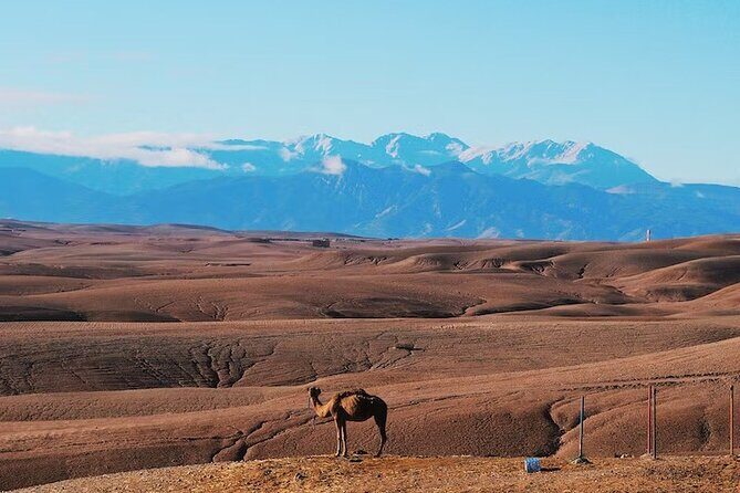 Marrakech Desert Dinner Show & sunset camel ride - Authentic - Authenticity and Quality