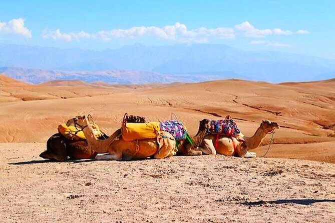 Marrakech Desert Quad and Camel ride, Lunch, and Poolside - Who Is This Tour Best For?