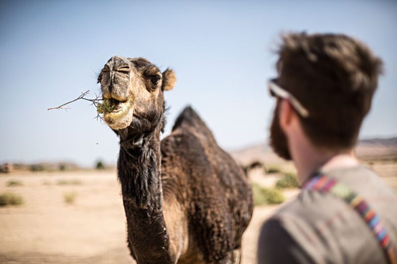 Marrakech: Dinner in Agafay Desert, Fire show & Camel Ride - Key Points