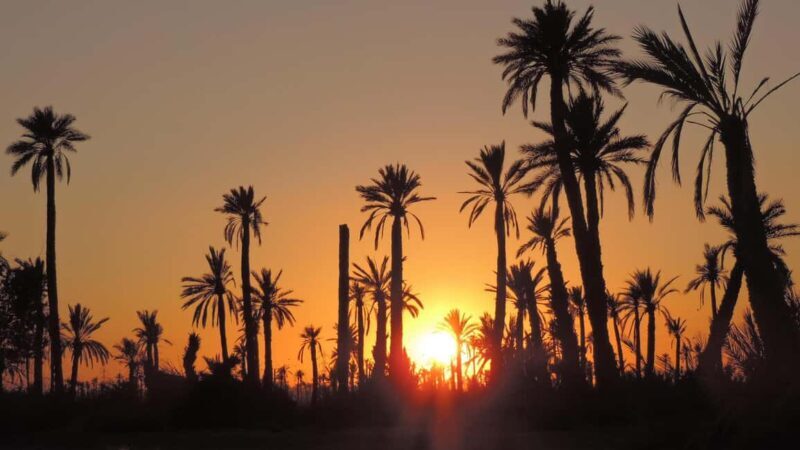 Marrakech: Dunes of the Palmeraie Quad Bike Ride with Tea - Key Points