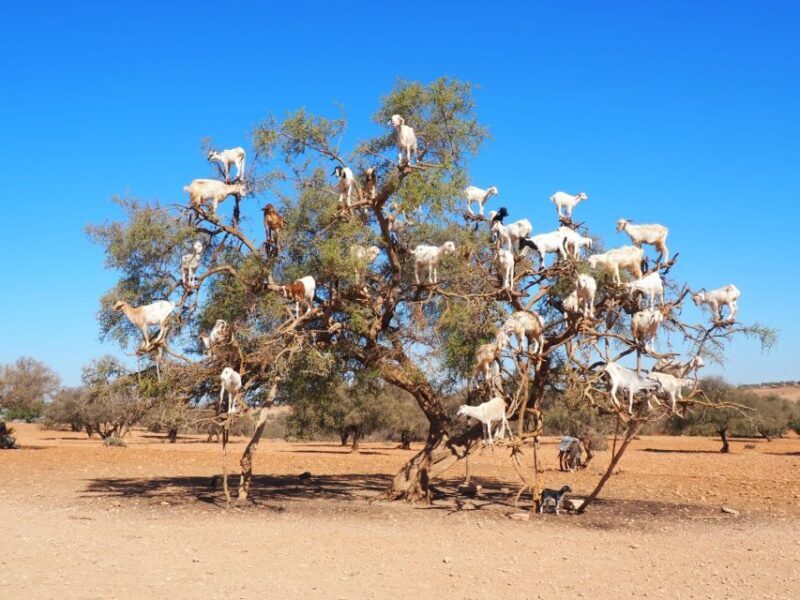 Marrakech: Essaouira Day Trip with Transfers and Co-op Visit - Who Should Consider This Tour?