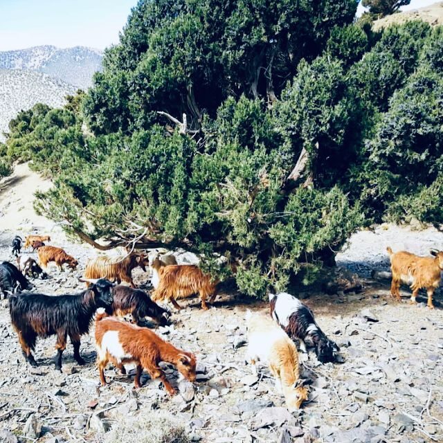 Marrakech: Guided 2-Day Trek to Imlil and Imnan Valleys - Final Thoughts