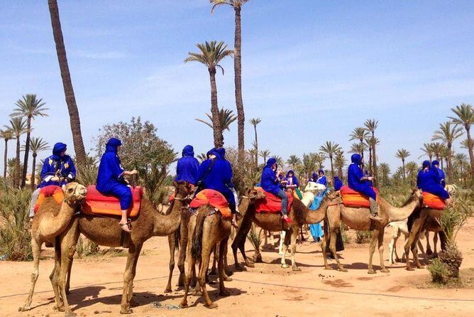Marrakech Half-Day Camel Ride in Palm Grove - Introduction: What to Expect from the Marrakech Camel Ride