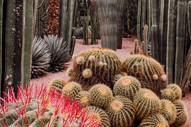 Marrakech Majorel garden entry ticket - What to Expect From the Tour