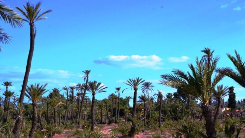 Marrakech: Majorelle Garden Entry Tickets Online - Why This Tour Suits Different Travelers