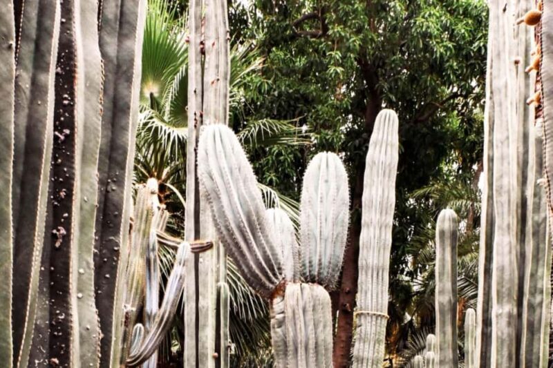 Marrakech: Majorelle Garden, YSL, and Berber Museum Entry - A Closer Look at the Experience