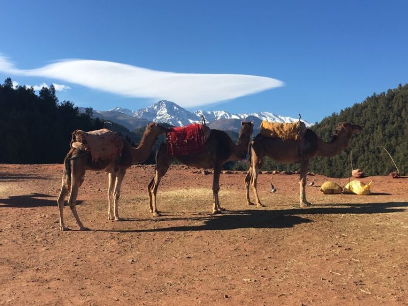 Marrakech: Ourika Valley & Atlas Mountains Half-Day Trip - What to Keep in Mind