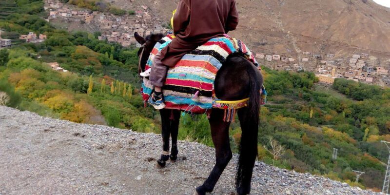 Marrakech: Ourika valley day trip, Guided & Camel tours - The Sum Up