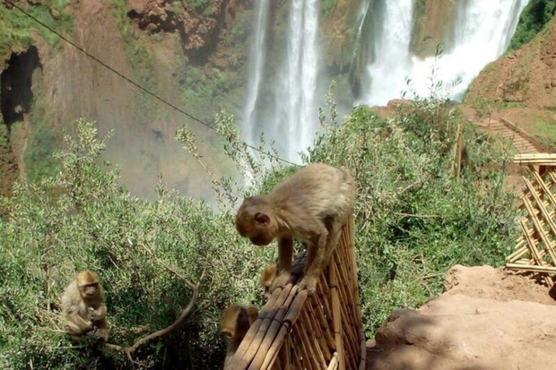Marrakech: Ouzoud Waterfalls Guided Day Trip with Boat Ride - Final Thoughts