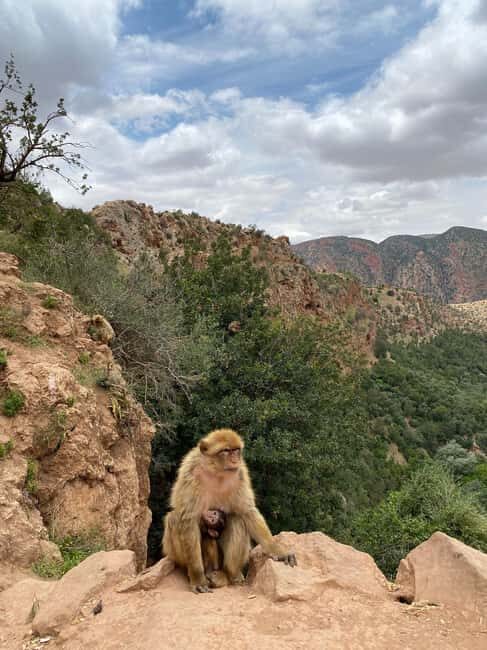 Marrakech : Ouzoud Waterfalls & Guided Tour & Boat Ride - Lunch with a View: Tasting Moroccan Flavors
