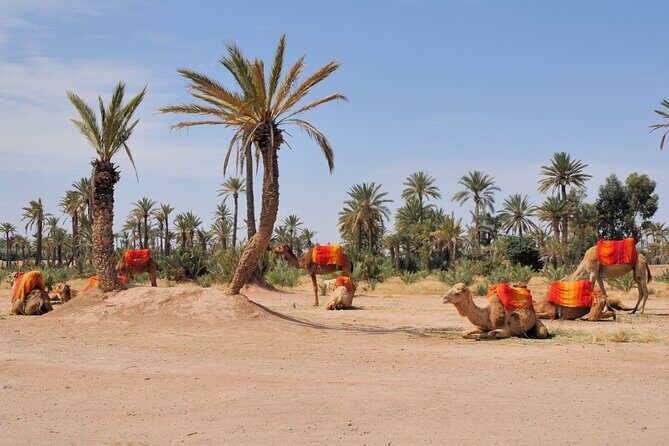 Marrakech Palmeraie Tour with 1 Hour Camel Ride - In-Depth Review of the Marrakech Palmeraie Tour with Camel Ride